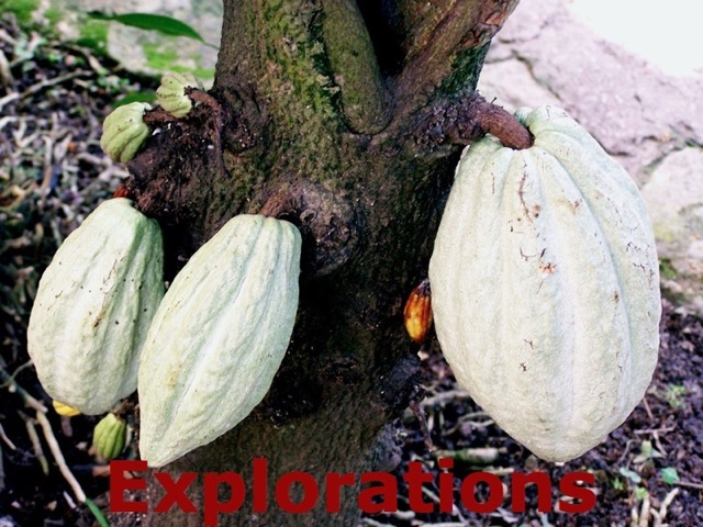 Cacao tree_WM