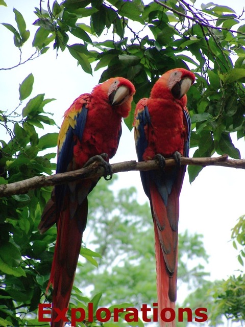 Copan macaw couple_WM