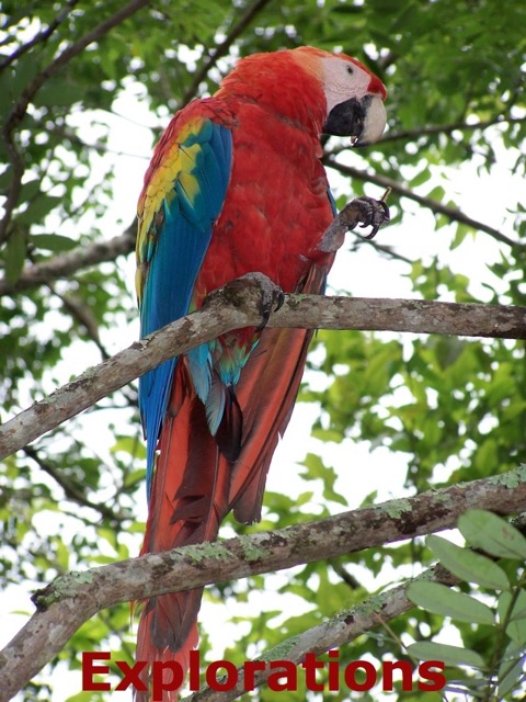 Copan macaw_WM