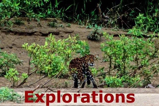 jaguar-peru-tambopata_WM