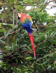 macaw amazon tour
